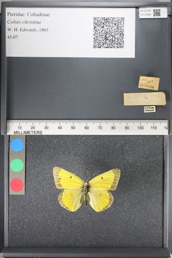 Media type: image;   Entomology 123986